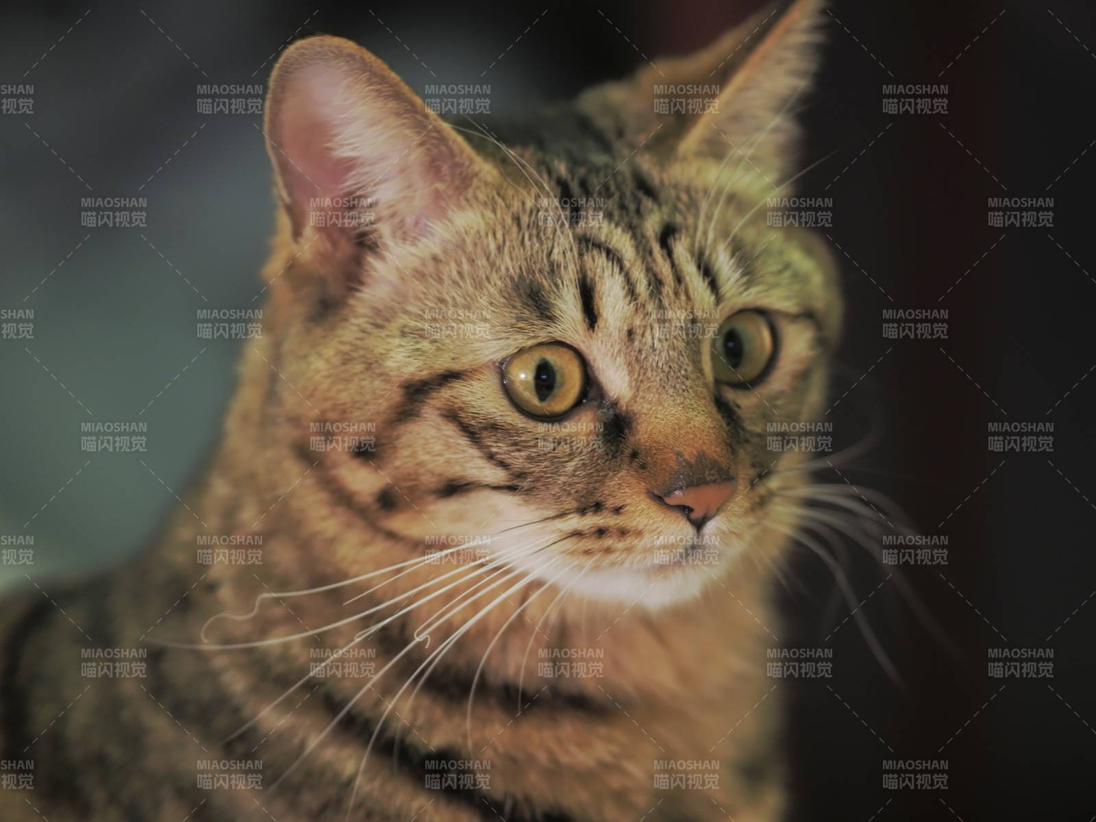 猫咪的温柔凝视图片