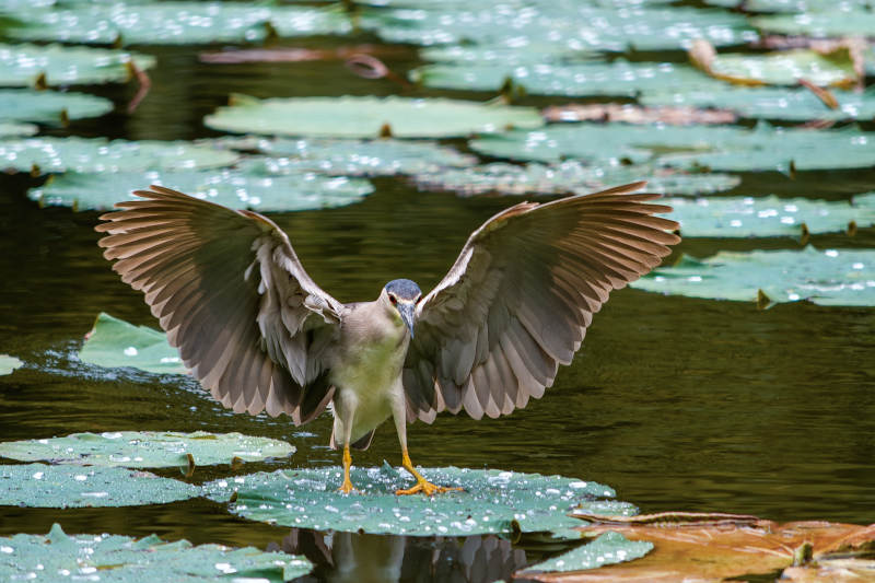 池塘中的展翅夜鹭图片