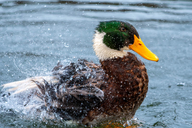 鸭子水中嬉戏溅水花图片