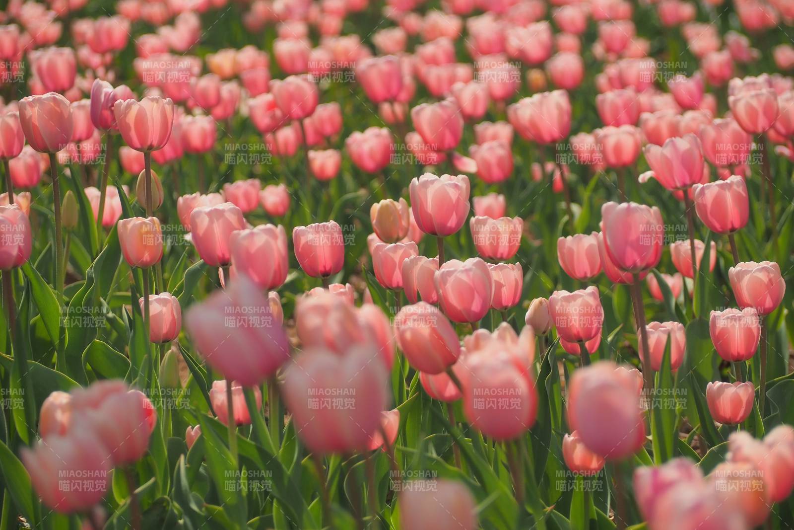 粉色郁金香花海盛开图片