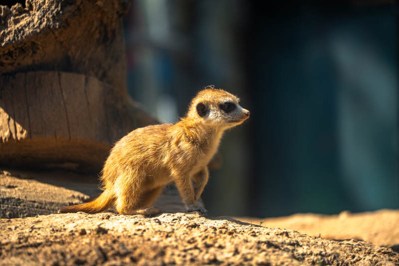 萌趣小狐獴探头张望图片