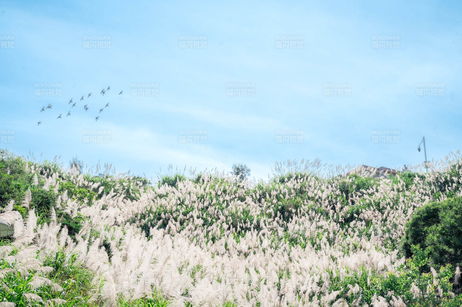 秋风芦苇 飞鸟掠影图片
