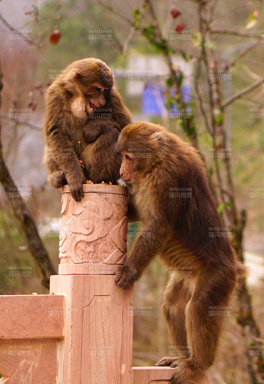 两只猴子在石柱上嬉戏图片