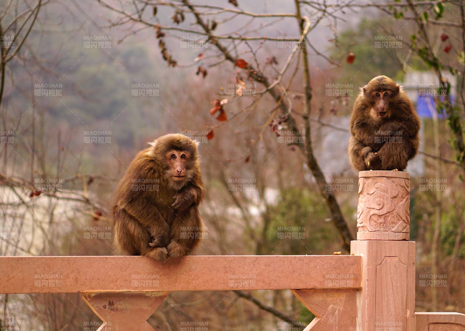栏杆上的两只猴子图片