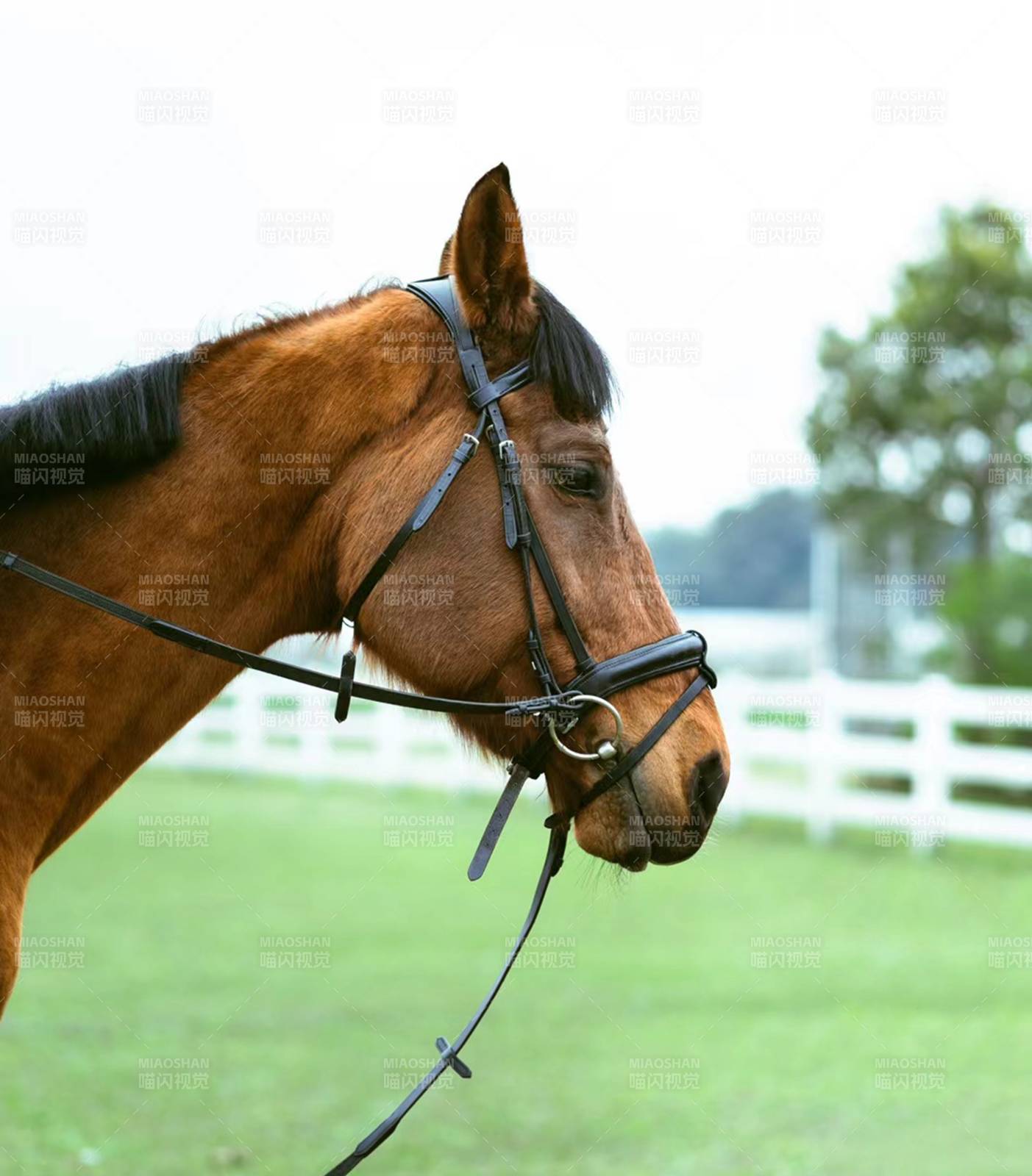 马匹侧脸特写图片