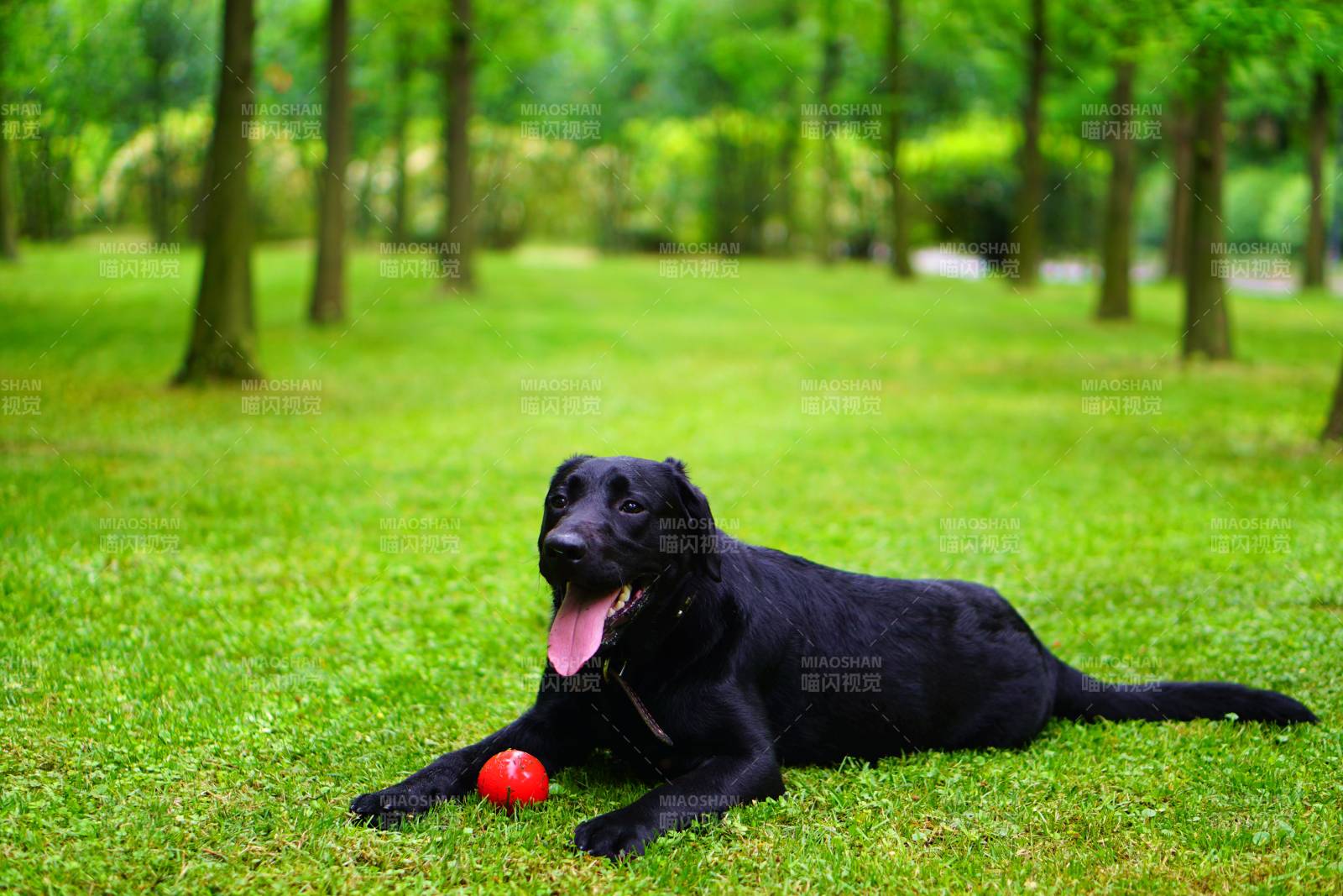 黑狗草地玩耍红球相伴图片