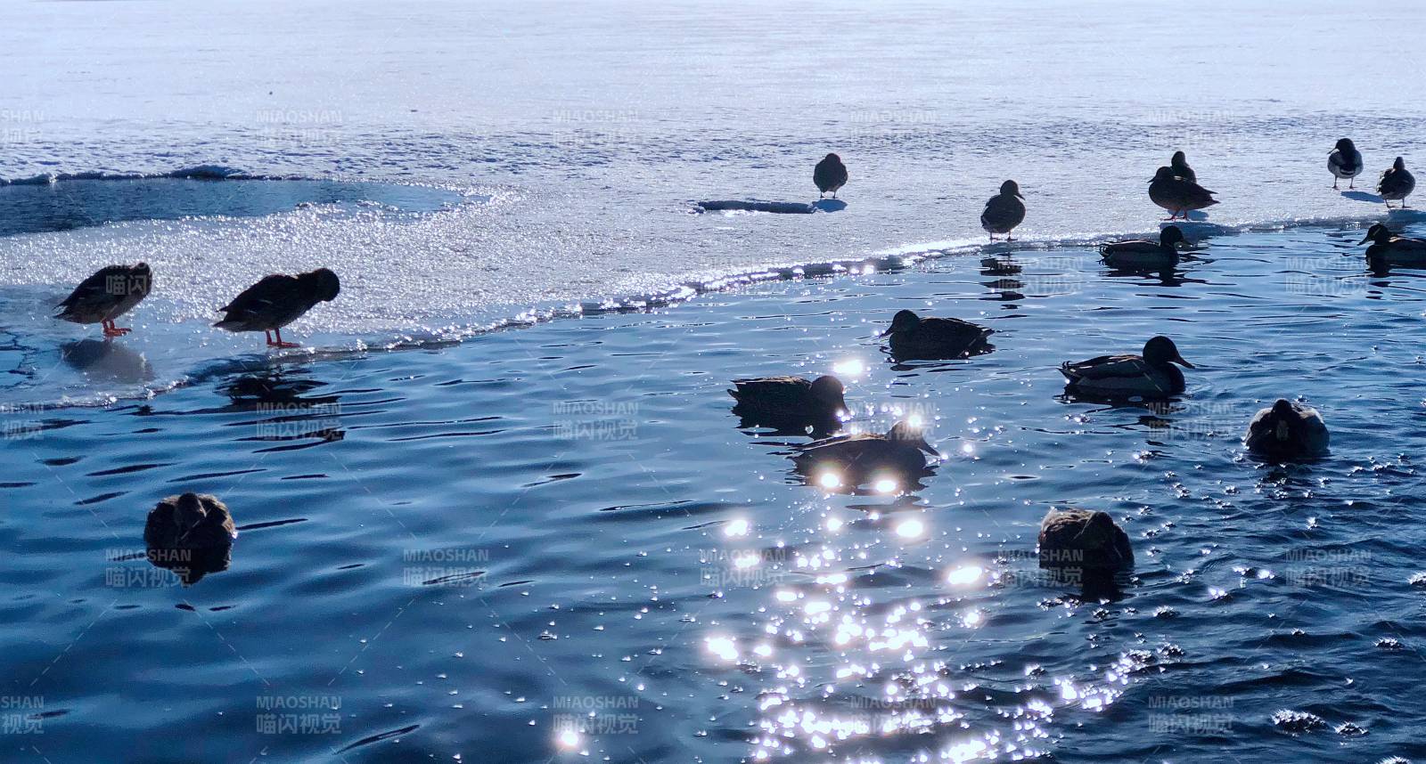 俄罗斯冬日湖面的鸭群图片