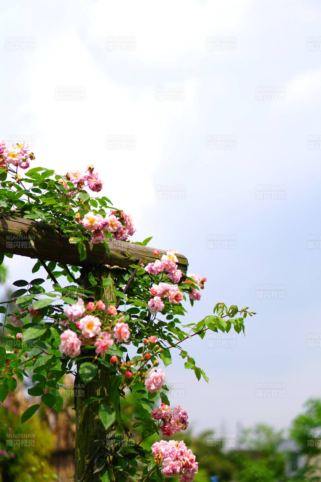 藤蔓上的粉色玫瑰花图片