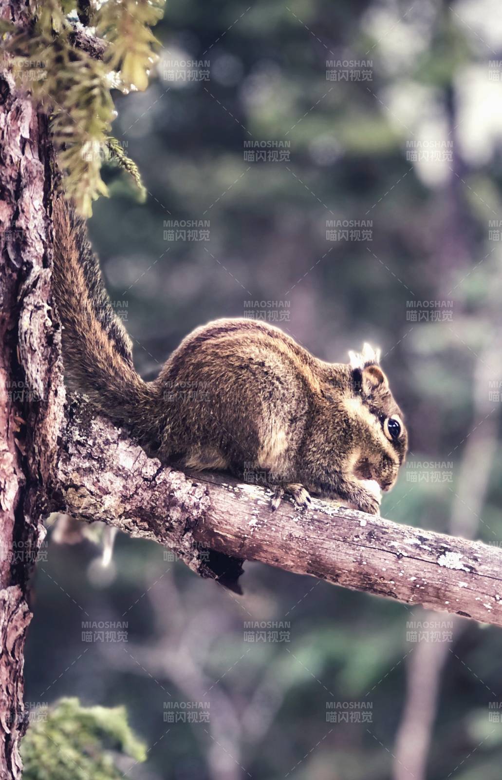 树上的小松鼠图片
