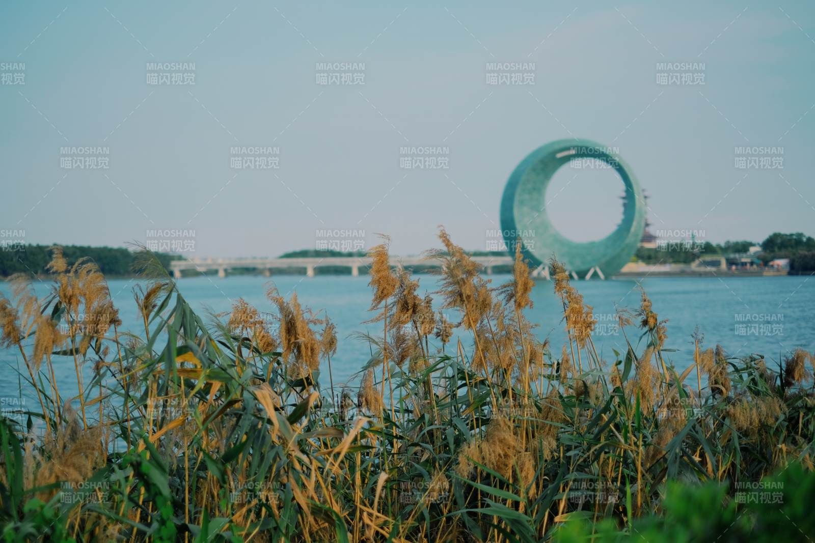 厦门集美湖畔月光环与芦苇图片