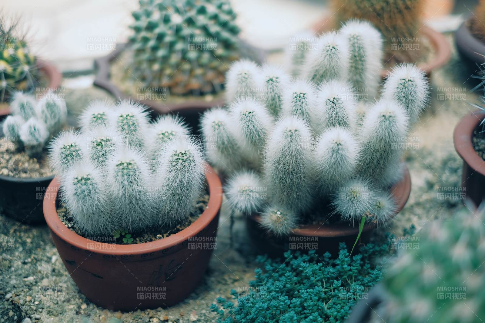 多肉植物盆栽展示图片