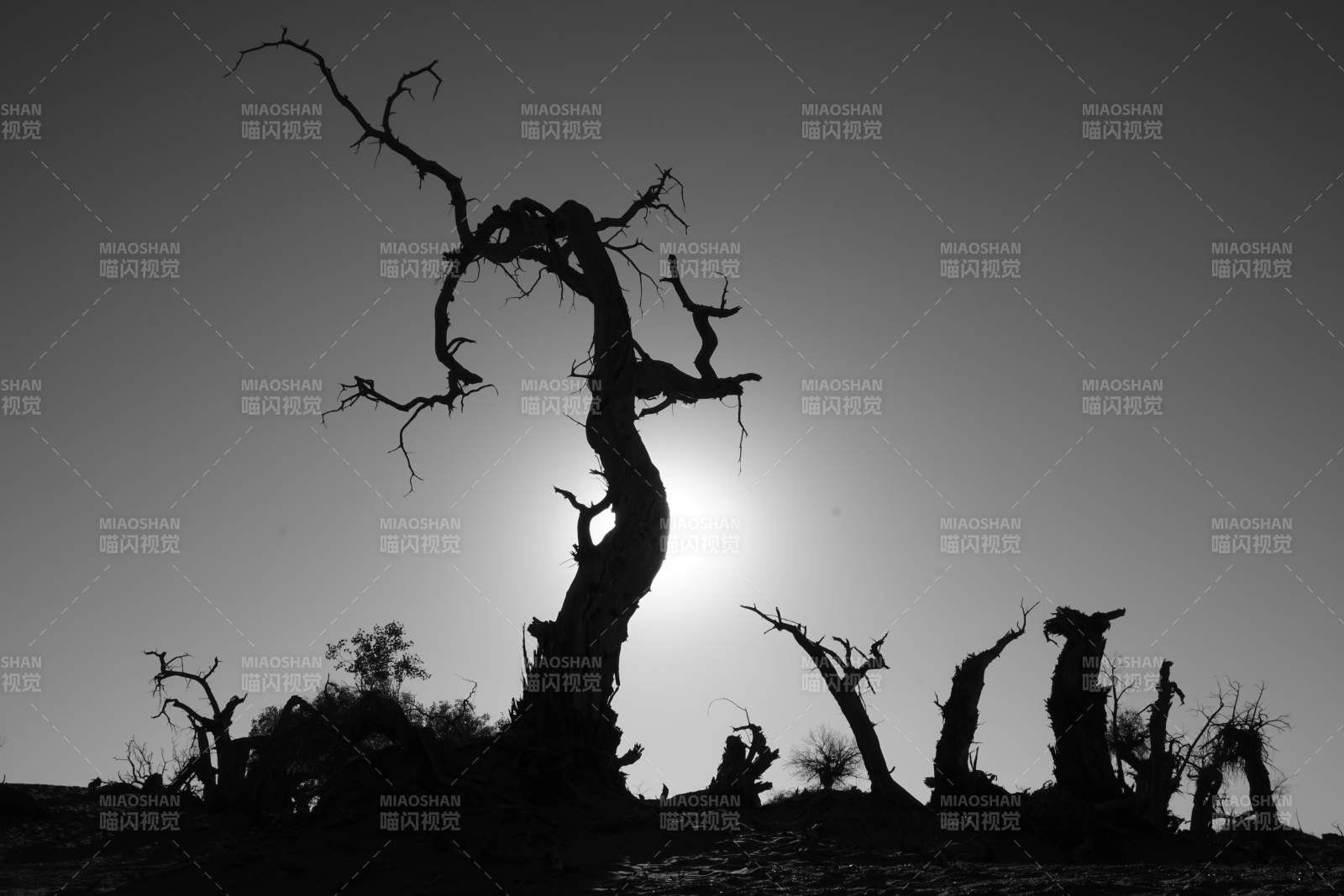 枯树剪影 夕阳西下图片