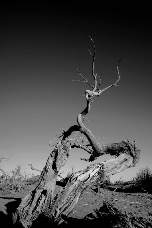 荒漠中的枯树影图片