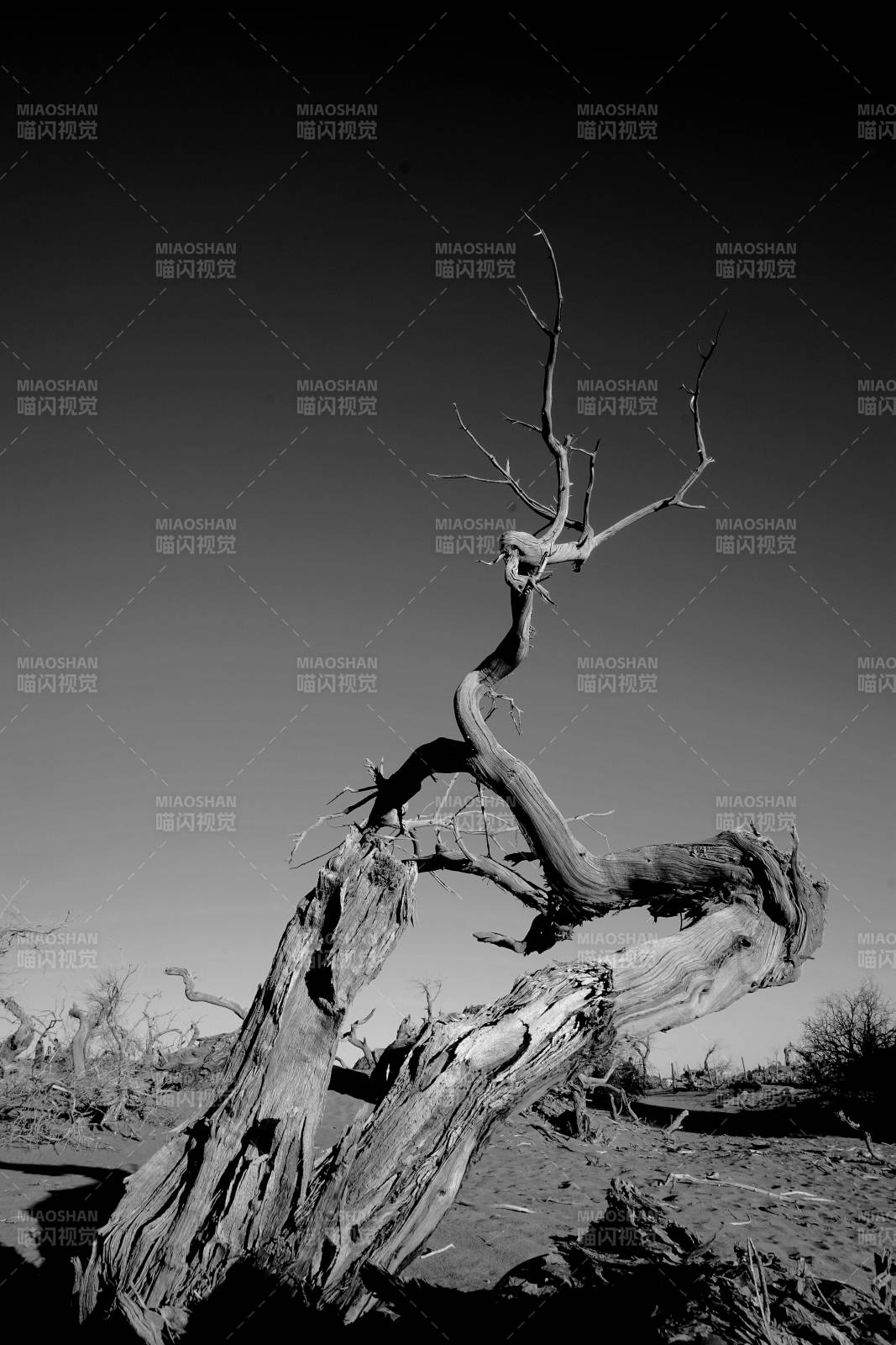 荒漠中的枯树影图片