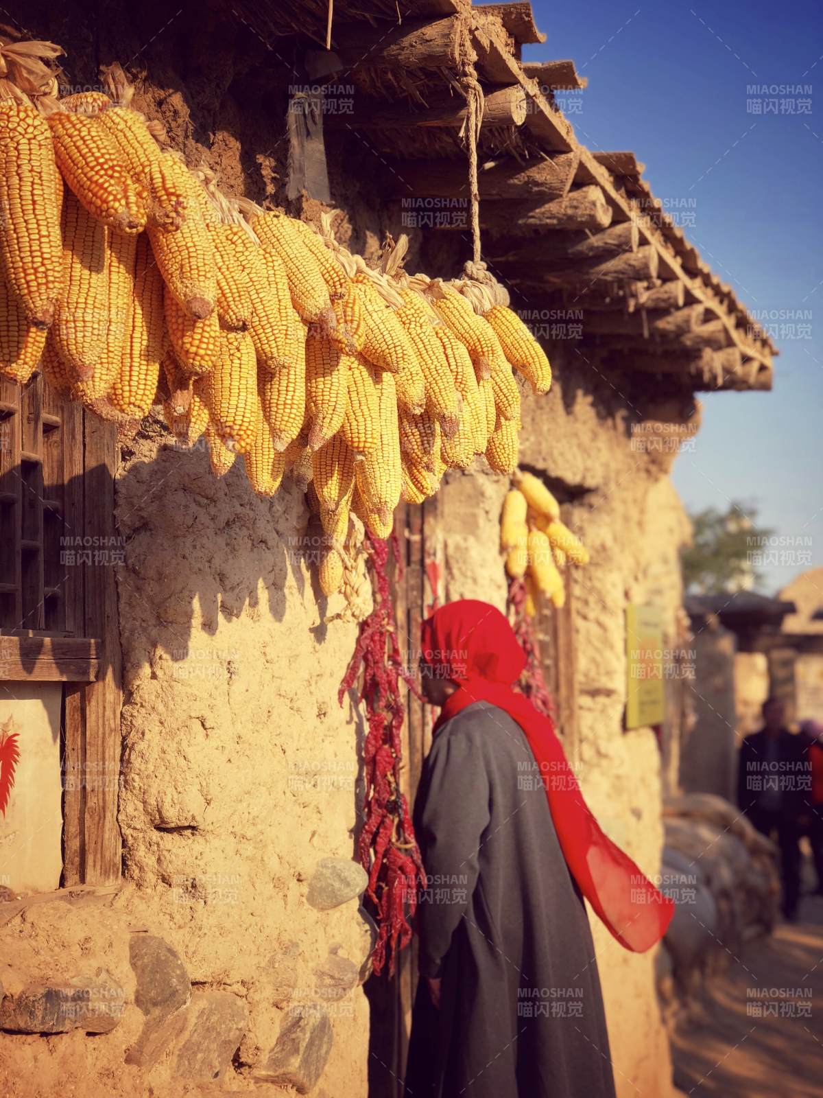 秋日农家晾晒玉米图图片