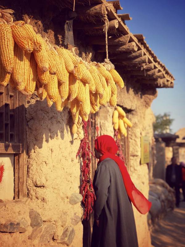 秋日农家晾晒玉米图图片