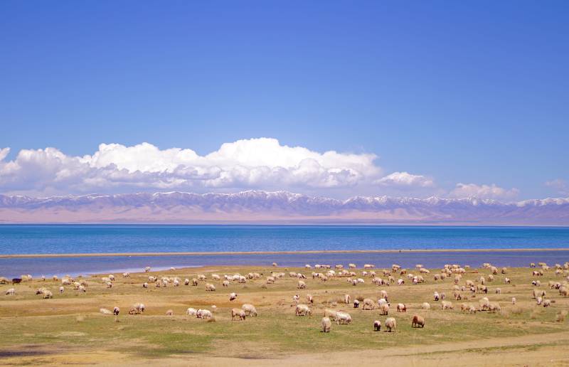 青海湖湖畔草原和羊群图片