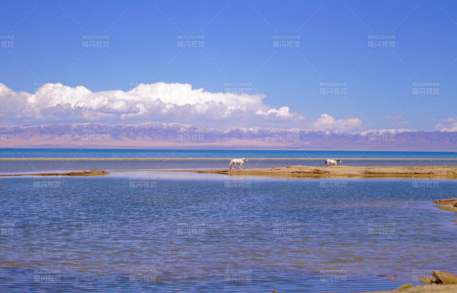 青海湖边的马图片