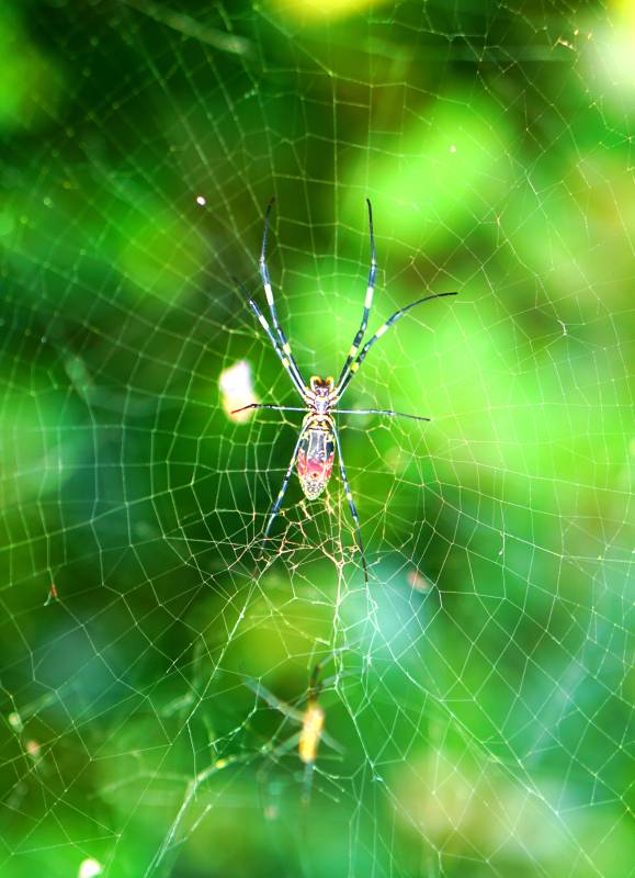 蜘蛛织网捕猎瞬间图片