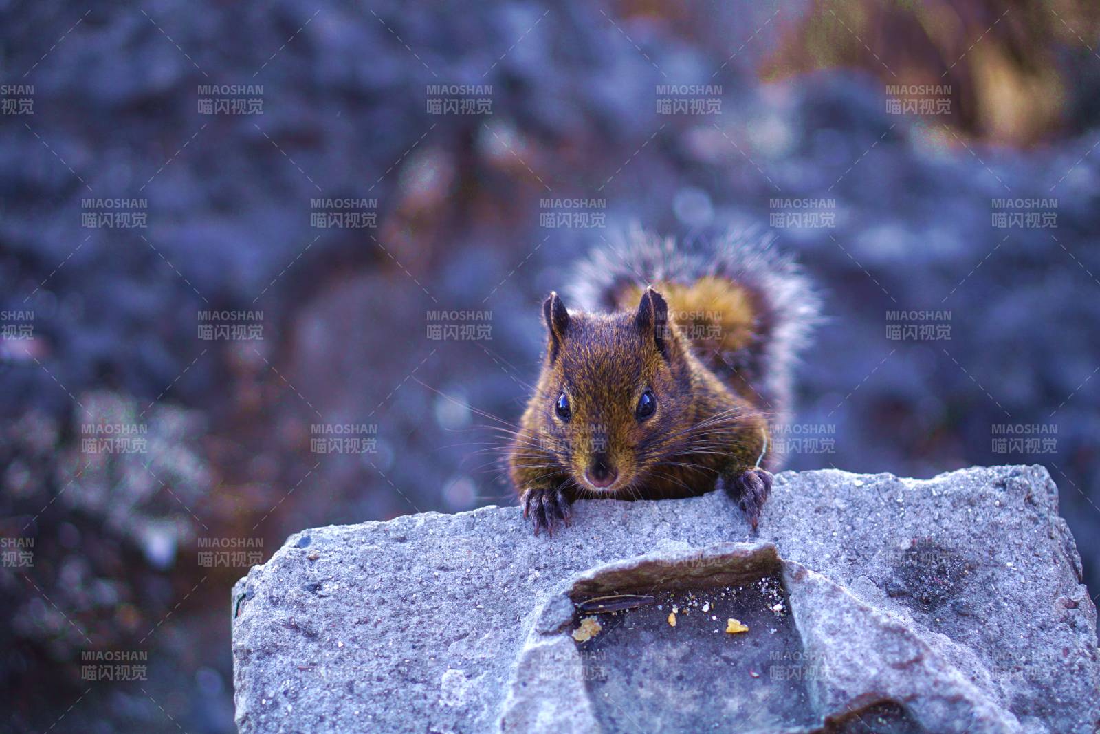 岩石上的小松鼠图片