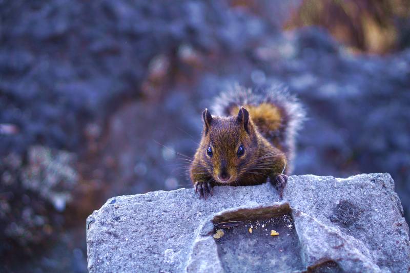 岩石上的小松鼠图片