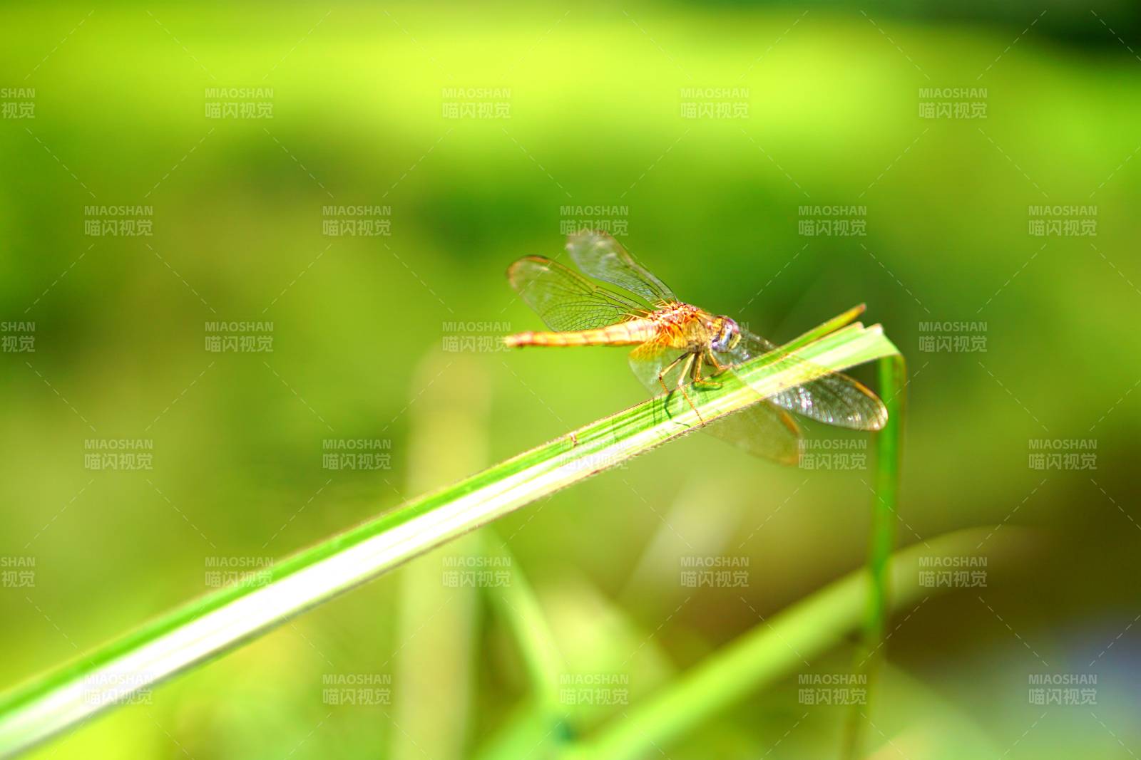 草尖上的橙色蜻蜓图片
