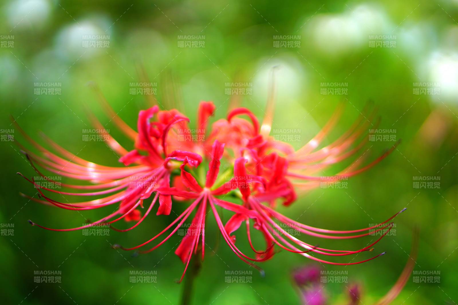 红蜘蛛花的美丽瞬间图片