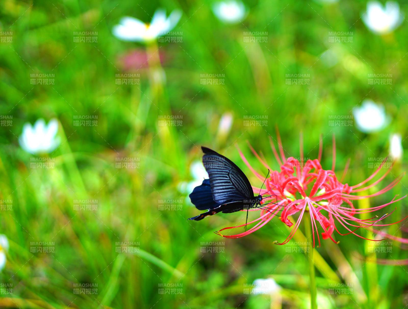 蝴蝶与红花的邂逅图片