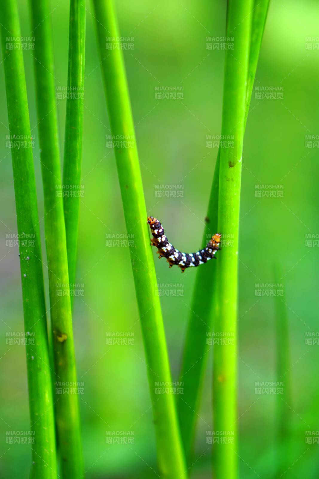 绿叶上的彩色毛毛虫图片