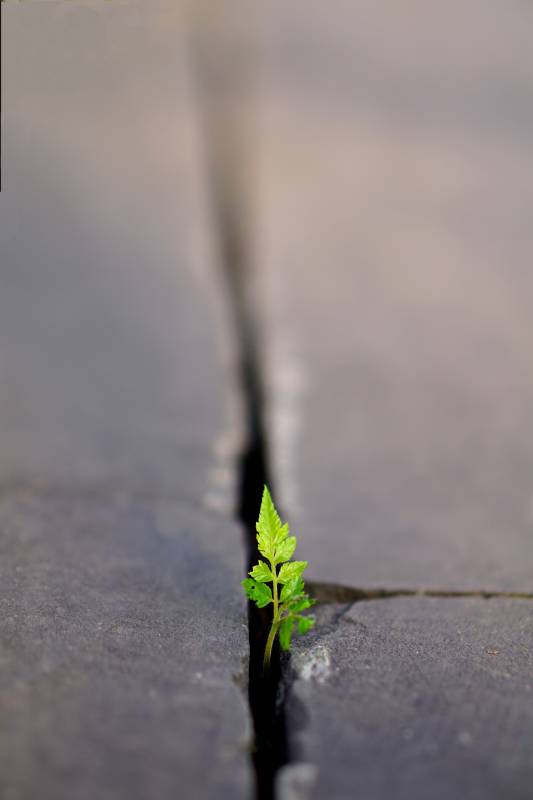 裂缝中的新生绿芽图片