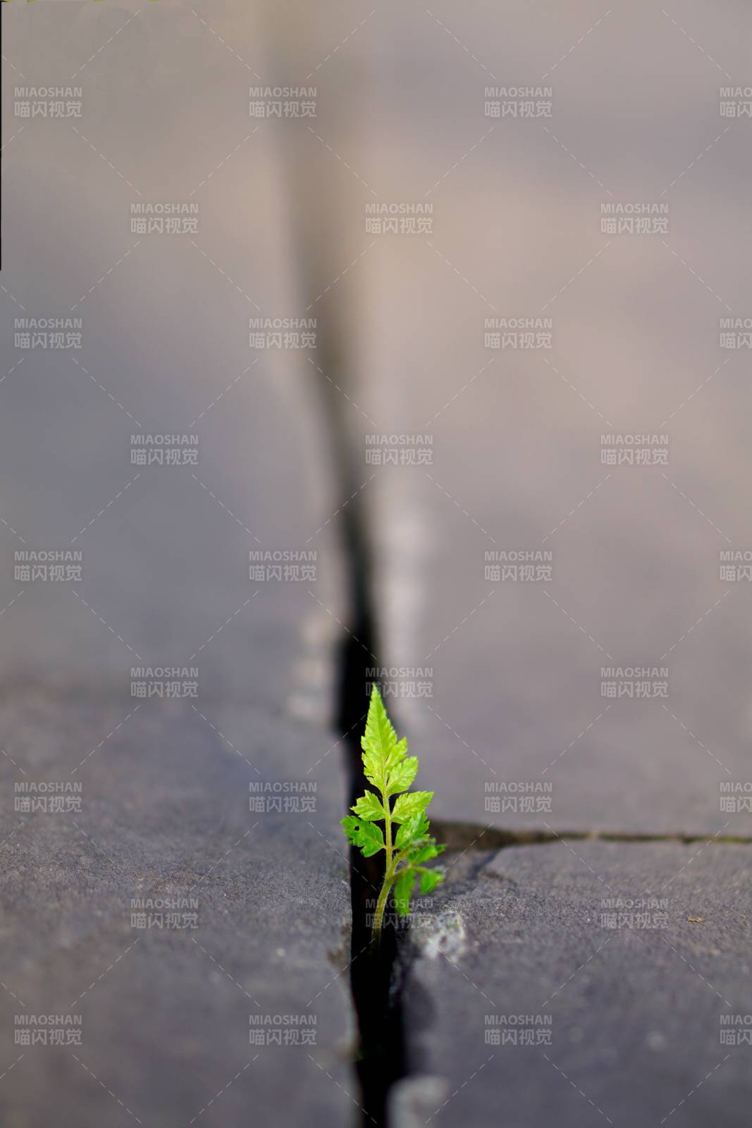 裂缝中的新生绿芽图片