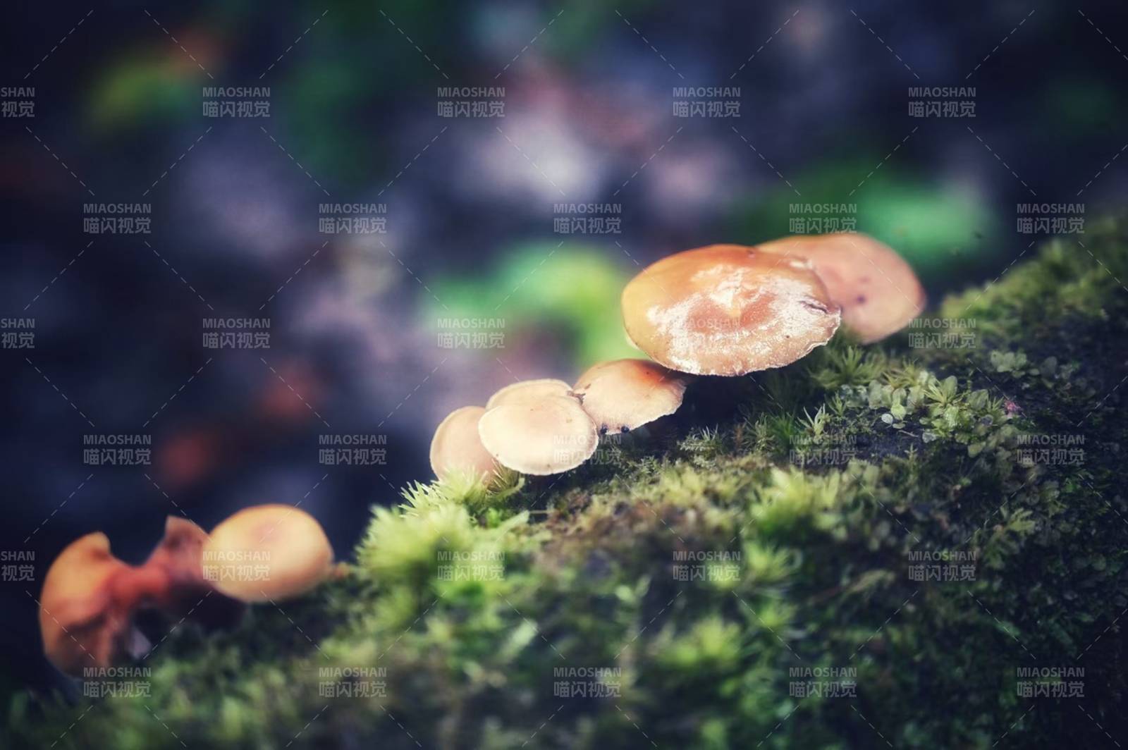 森林中的蘑菇群图片