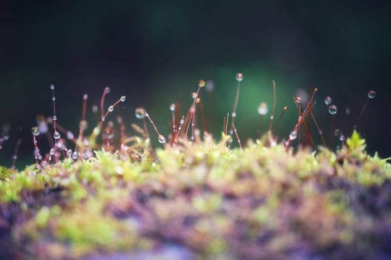晨露滴落苔藓间图片
