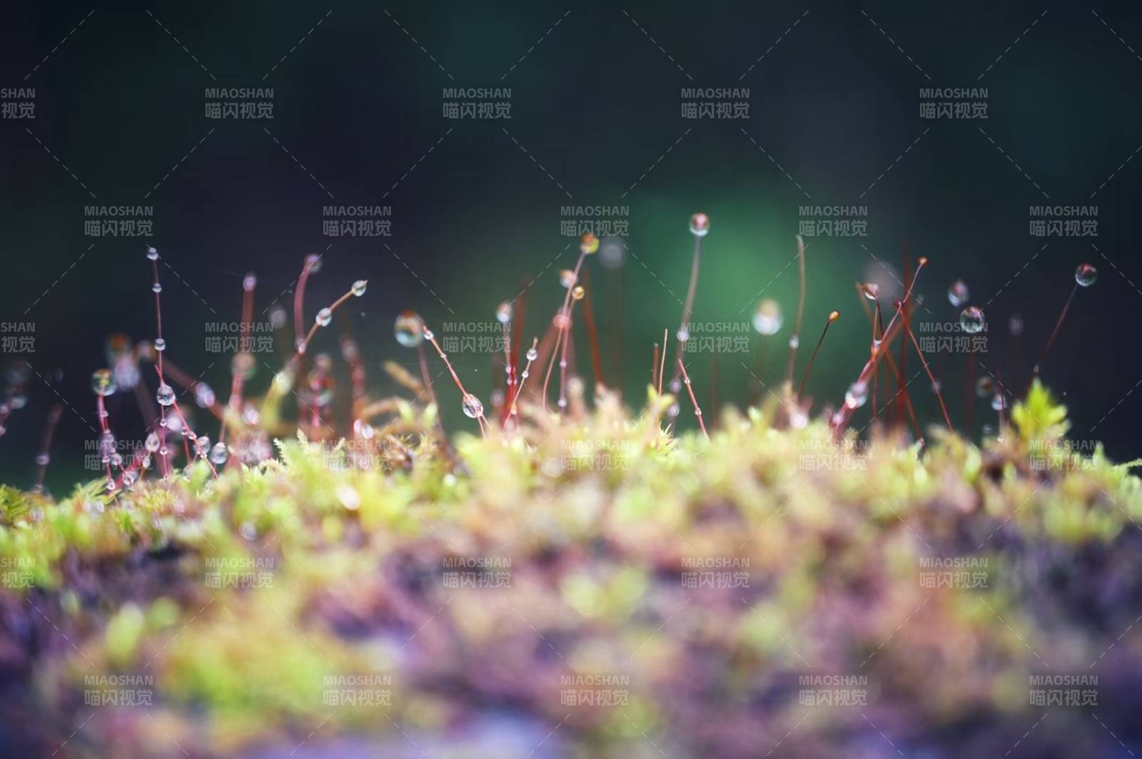 晨露滴落苔藓间图片