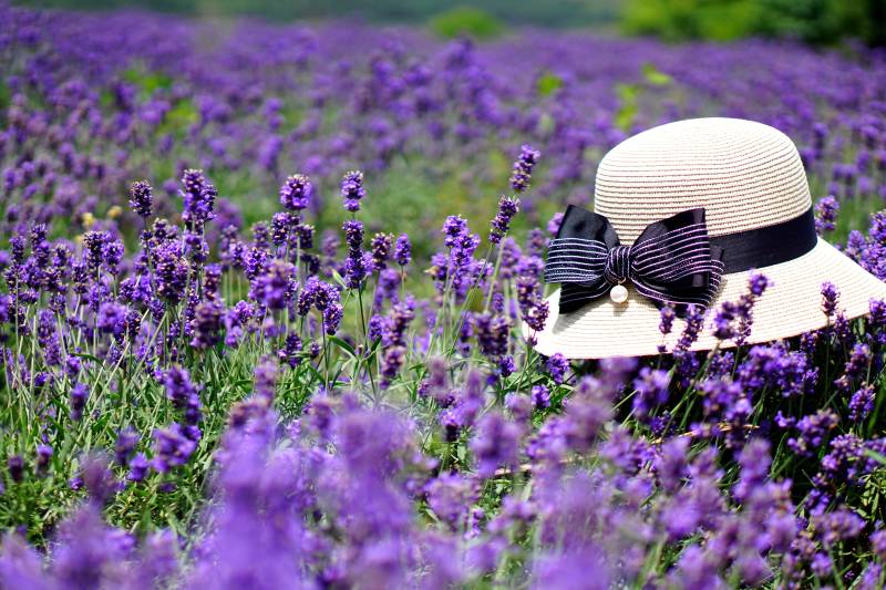 薰衣草田中的帽子图片