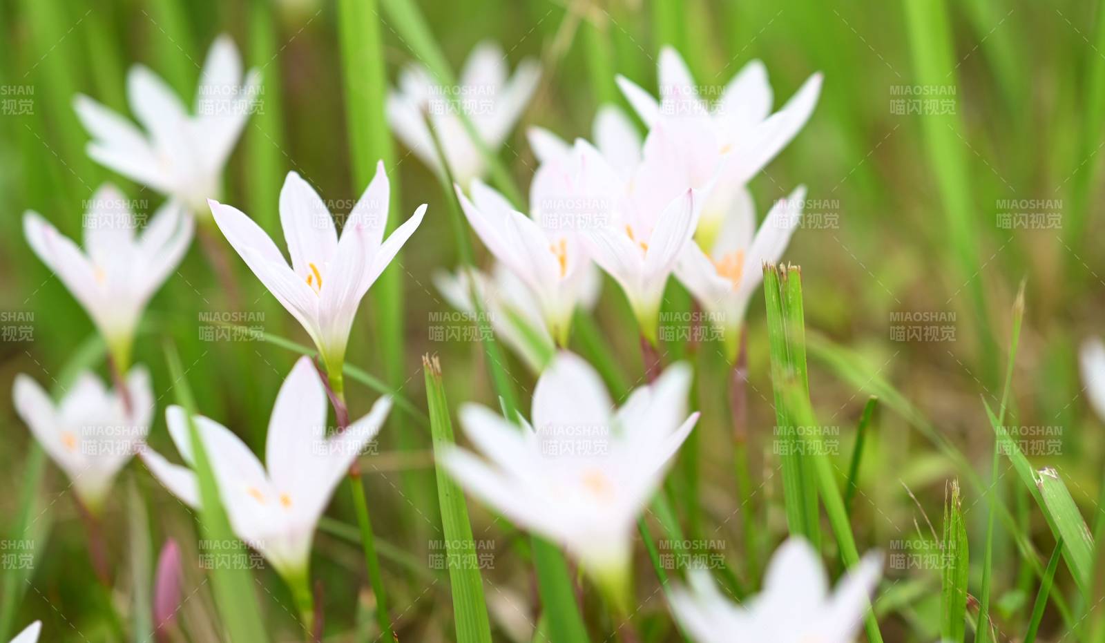 草地上的白色小花图片