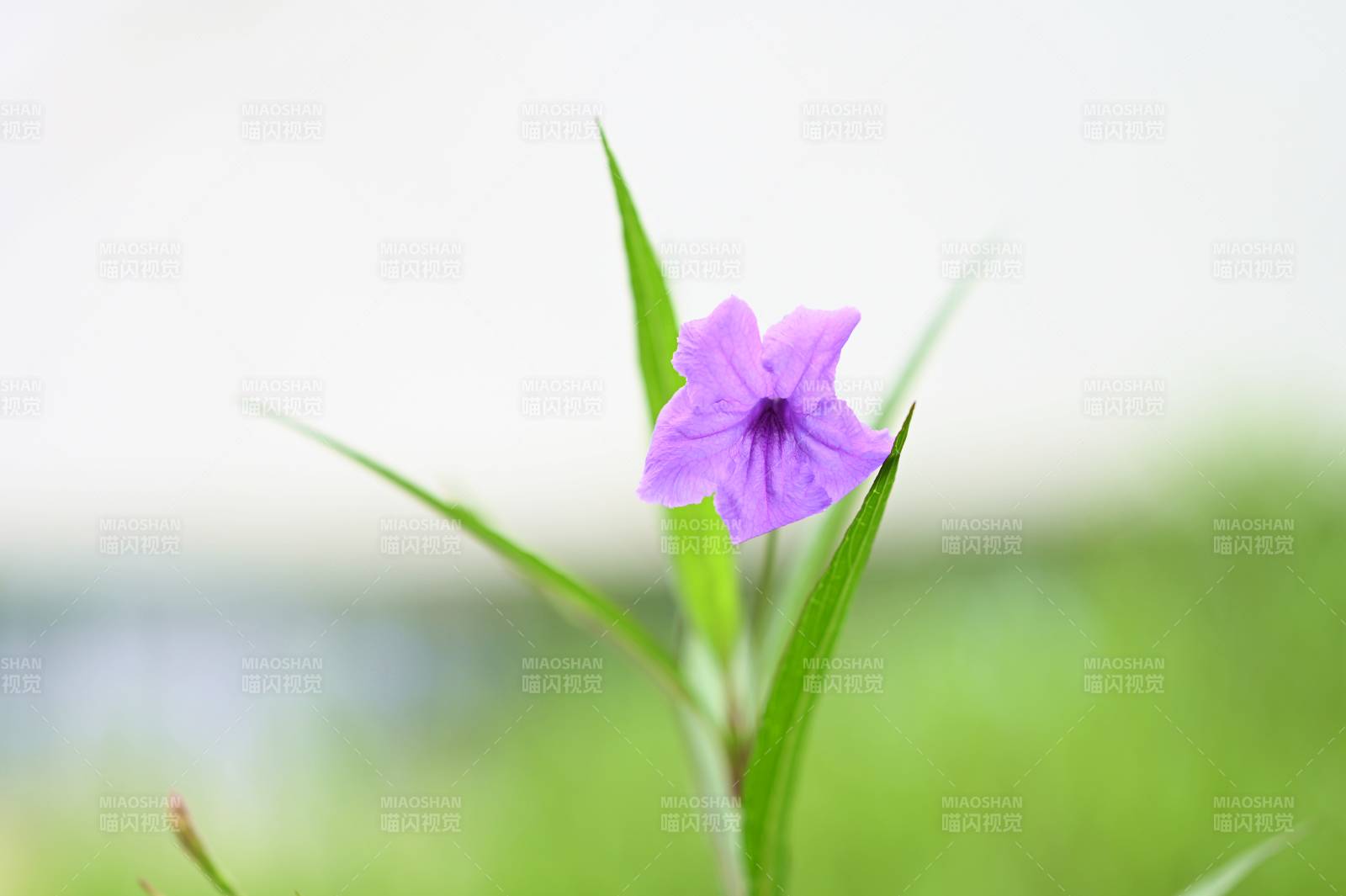 紫色小花在绿叶中绽放图片