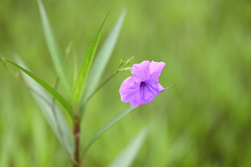 紫色小花在绿叶中绽放图片