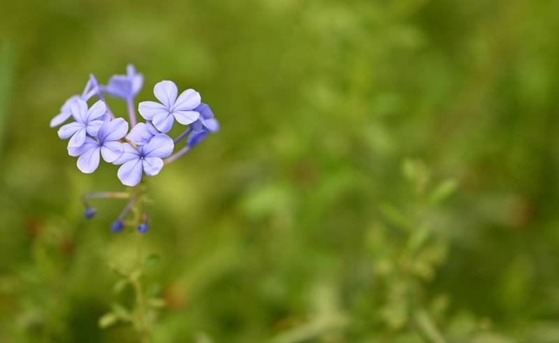 紫色小花在绿叶中绽放图片