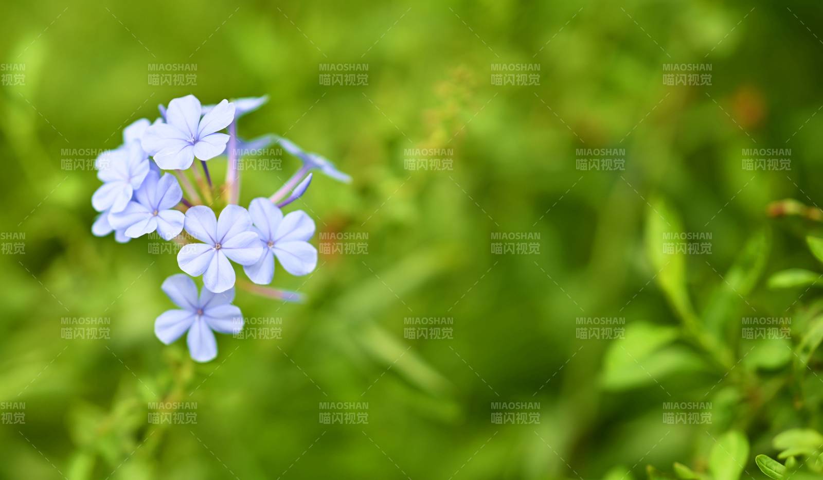 紫色小花在绿叶中绽放图片