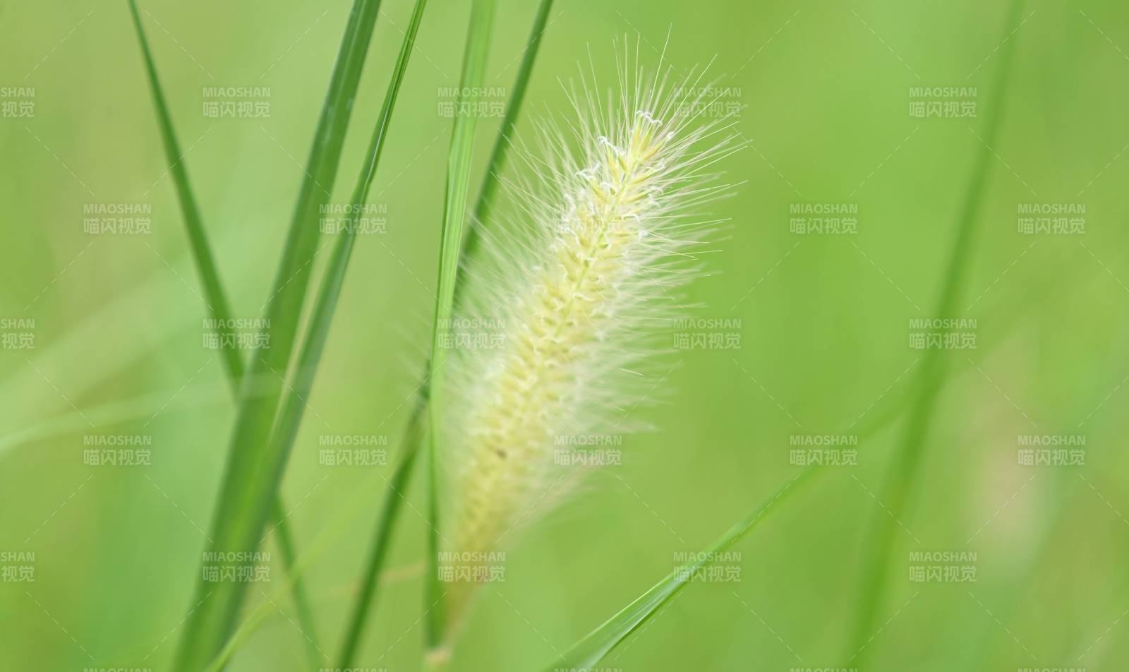 风中摇曳的狗尾草图片