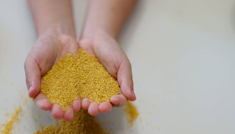 双手捧着黄色颗粒物图片