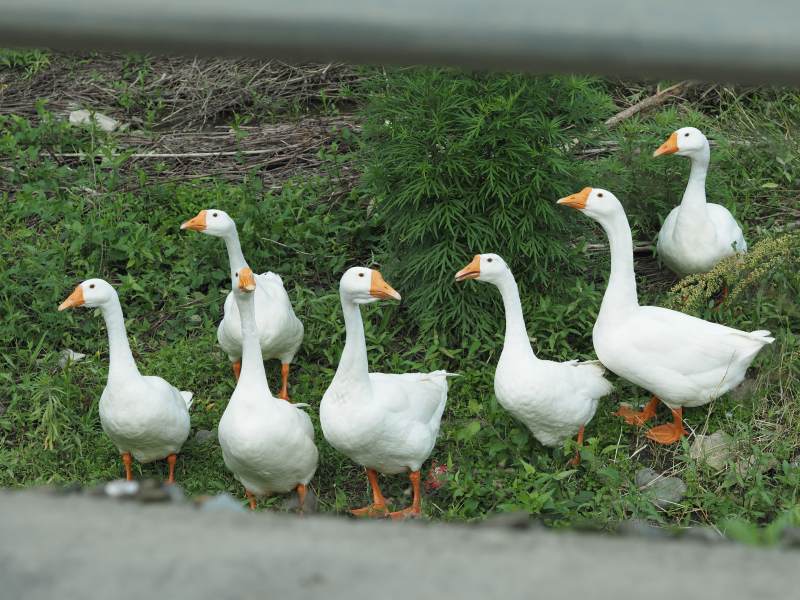 一群白鹅在草地上漫步图片