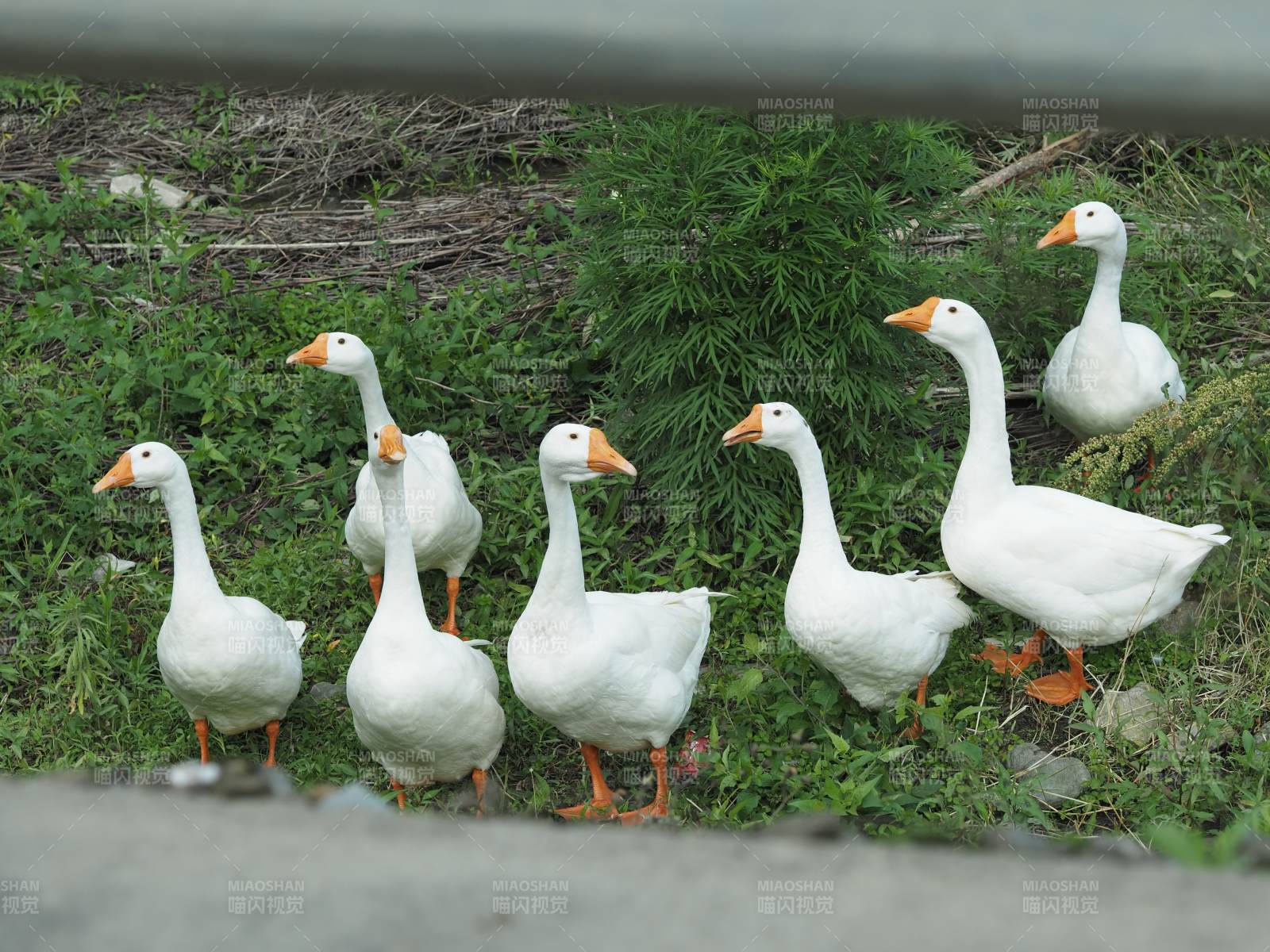 一群白鹅在草地上漫步图片