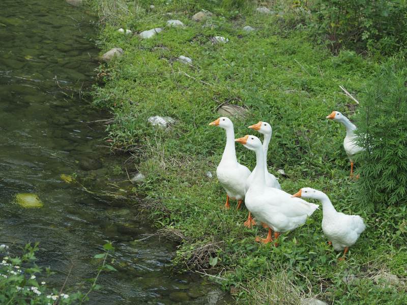 河边的白鹅群图片