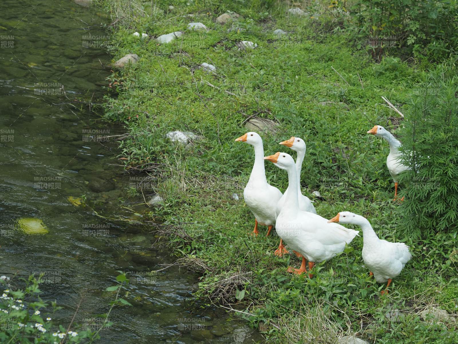 河边的白鹅群图片