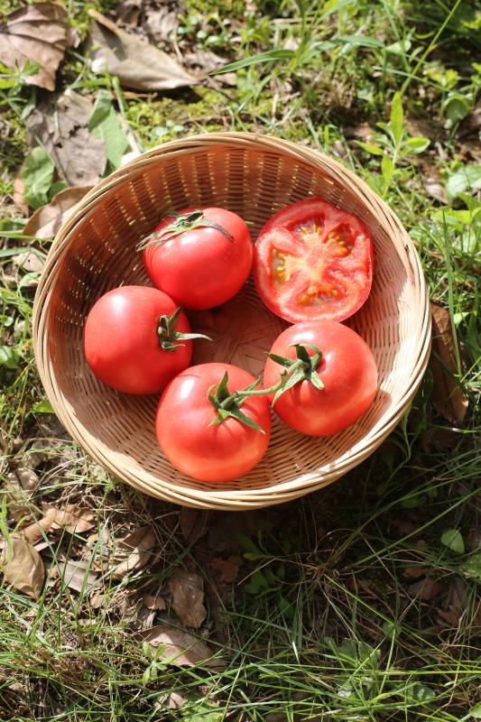 篮子里的红番茄图片