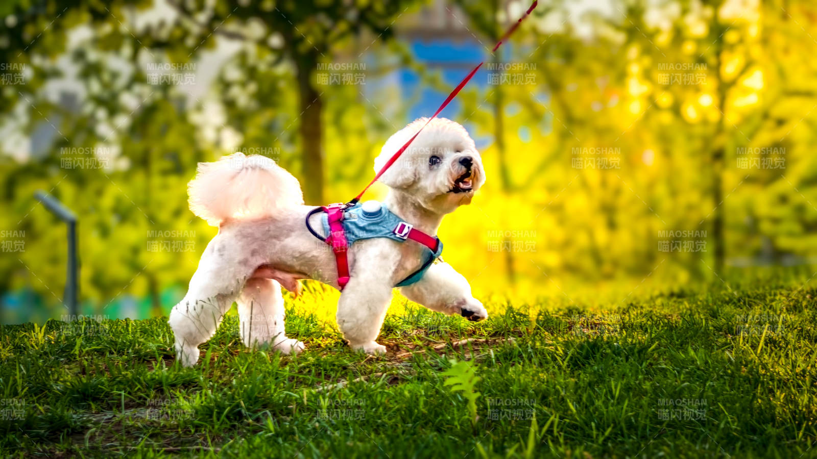 公园里的可爱小狗图片