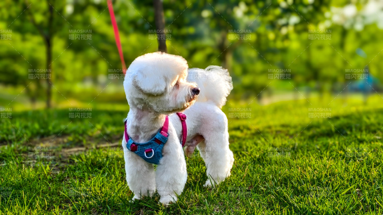 公园里的可爱小狗图片