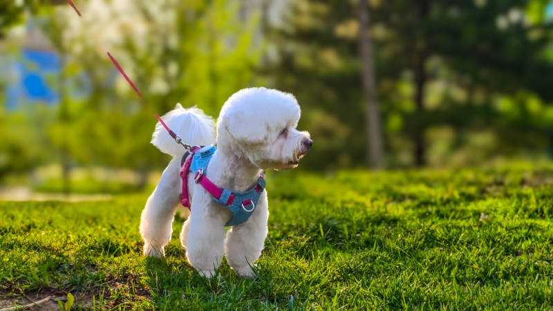 公园里的小白狗散步图片